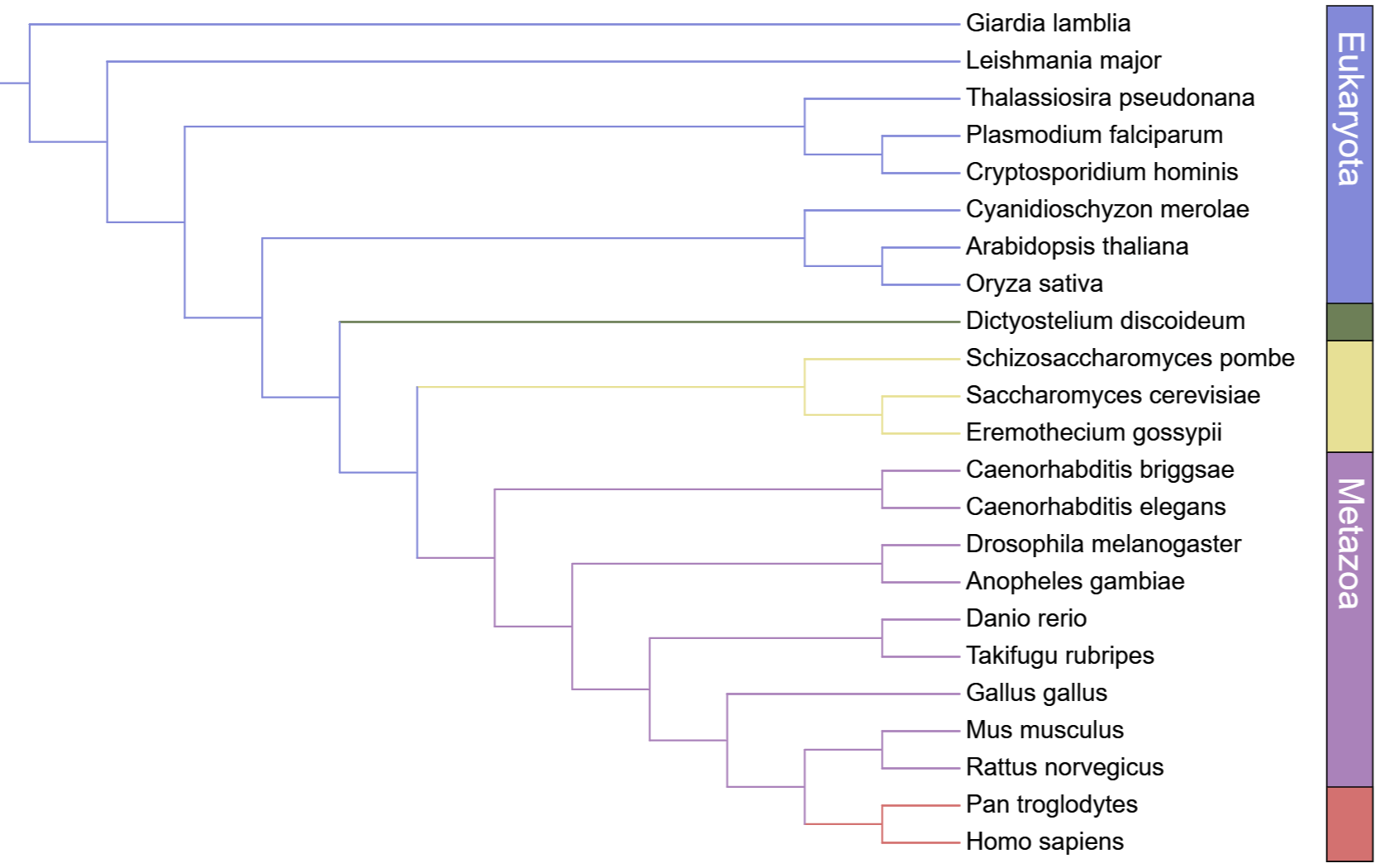 An example color strip, with the COLOR_BRANCHES option used